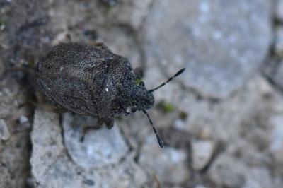 <i>Podops inunctus</i>
