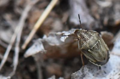 Neottiglossa leporina
