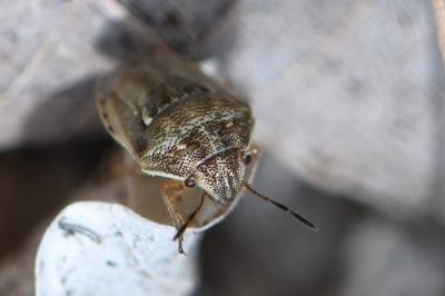 <i>Neottiglossa leporina</i>