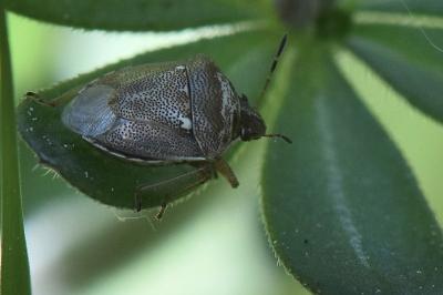 <i>Eysarcoris ventralis</i>