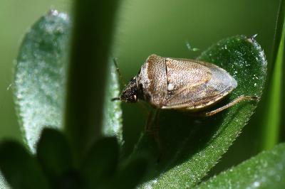 <i>Eysarcoris ventralis</i>
