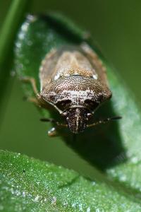 <i>Eysarcoris ventralis</i>