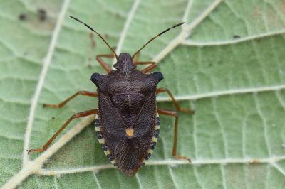 <i>Pentatoma rufipes</i>