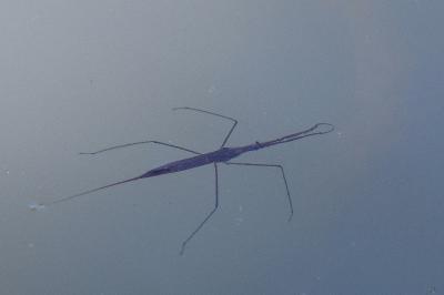 <i>Ranatra linearis</i>