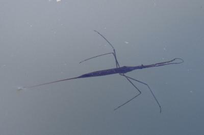 <i>Ranatra linearis</i>