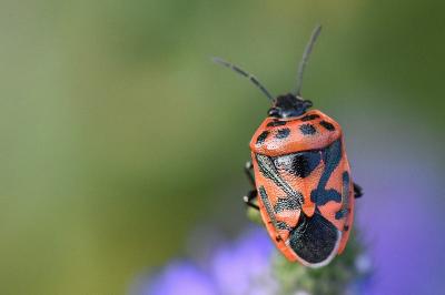 <i>Eurydema ornata</i>