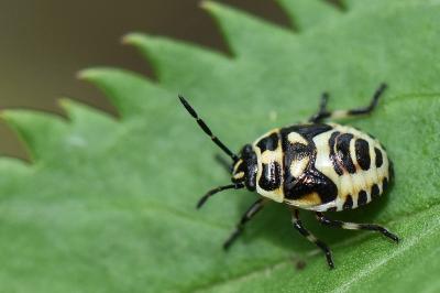 <i>Eurydema</i>