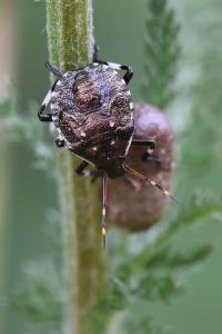<i>Picromerus bidens</i>