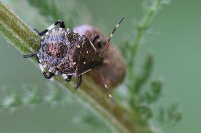 <i>Picromerus bidens</i>