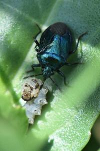 <i>Zicrona caerulea</i>