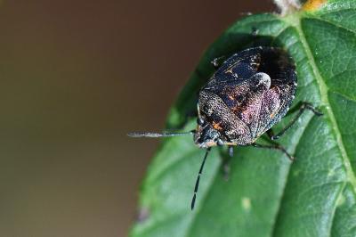 <i>Holcogaster fibulata</i>