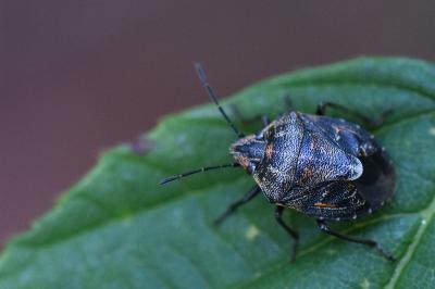 Holcogaster fibulata