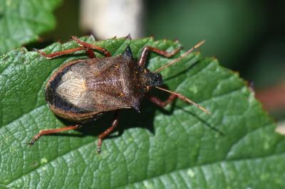 <i>Picromerus bidens</i>