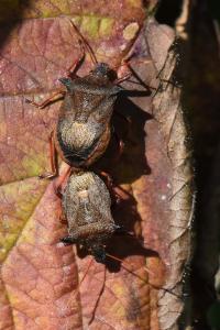 <i>Picromerus bidens</i>