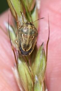 <i>Neottiglossa leporina</i>