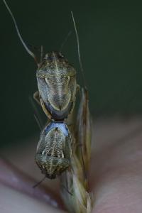 <i>Neottiglossa leporina</i>