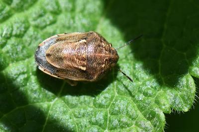 <i>Neottiglossa leporina</i>