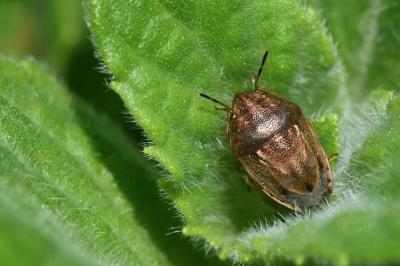 <i>Neottiglossa leporina</i>