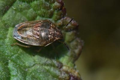 <i>Neottiglossa leporina</i>