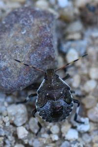 <i>Picromerus bidens</i>