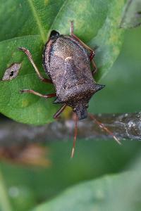 <i>Picromerus bidens</i>