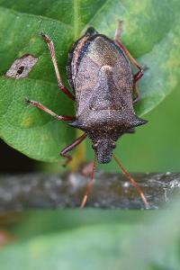 <i>Picromerus bidens</i>