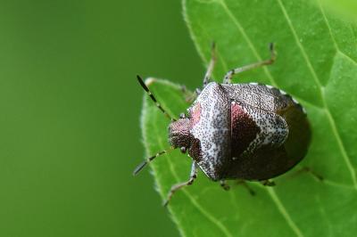 <i>Stagonomus venustissimus</i>