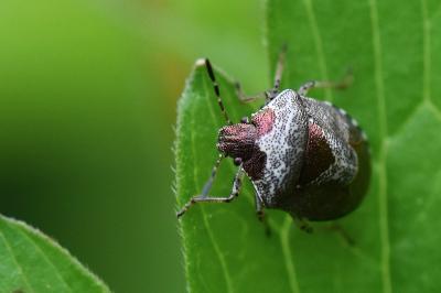 <i>Stagonomus venustissimus</i>