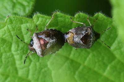 <i>Stagonomus venustissimus</i>