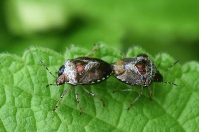 <i>Stagonomus venustissimus</i>