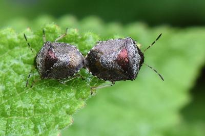 <i>Stagonomus venustissimus</i>