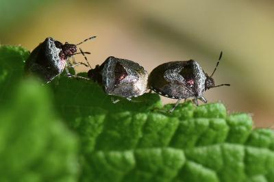 <i>Stagonomus venustissimus</i>