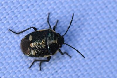 <i>Eurydema oleracea</i>