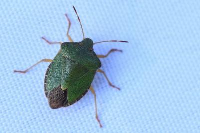 <i>Palomena prasina</i>