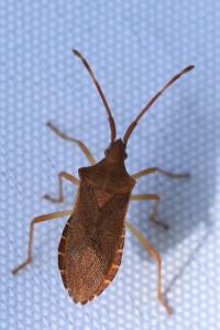 <i>Gonocerus acuteangulatus</i>