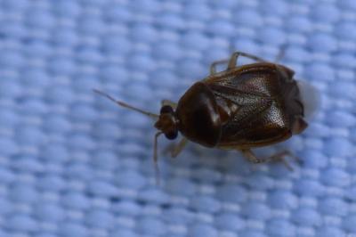 <i>Deraeocoris lutescens</i>