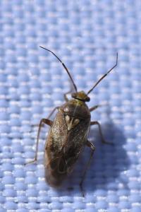 <i>Lygus rugulipennis</i>
