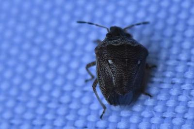 <i>Eysarcoris ventralis</i>