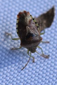 <i>Elasmucha grisea</i>