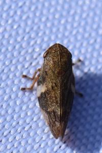 <i>Aphrophora alni</i>