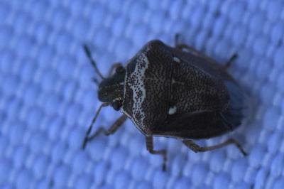 <i>Eysarcoris ventralis</i>
