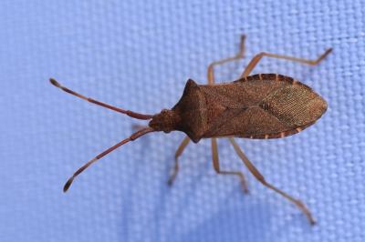 Gonocerus acuteangulatus