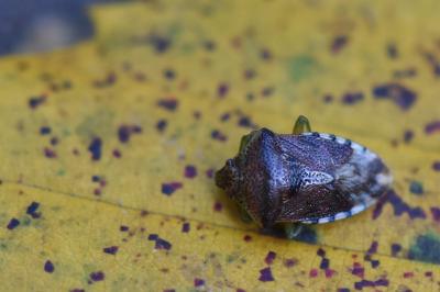 <i>Elasmucha grisea</i>