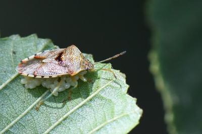 <i>Elasmucha grisea</i>
