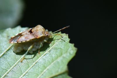 <i>Elasmucha grisea</i>