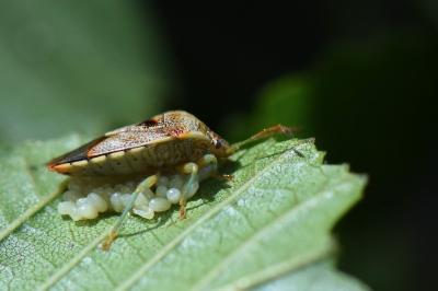 <i>Elasmucha grisea</i>
