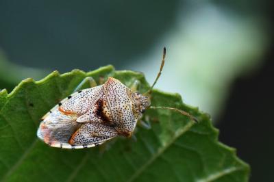<i>Elasmucha grisea</i>