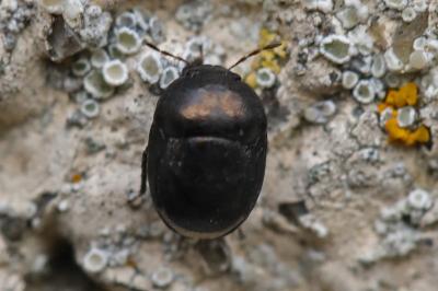 <i>Thyreocoris scarabaeoides</i>