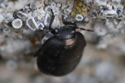 <i>Thyreocoris scarabaeoides</i>