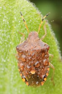 <i>Peribalus strictus vernalis</i>